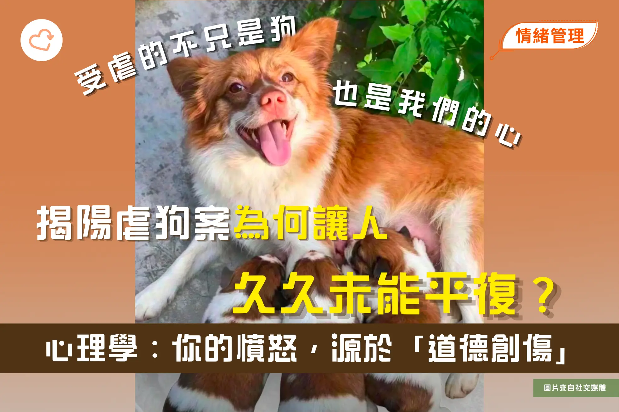 psychology-of-jieyang-animal-abuse-moral-injury